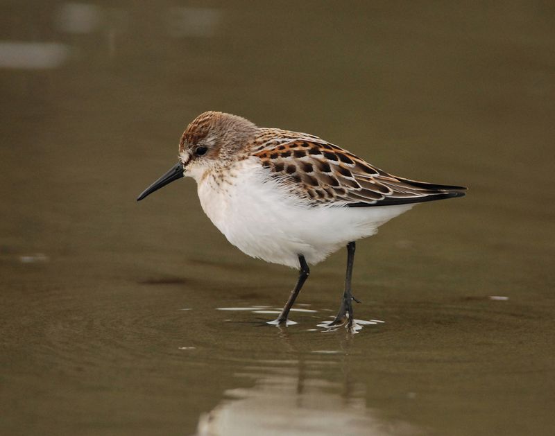 Western Sandpiper