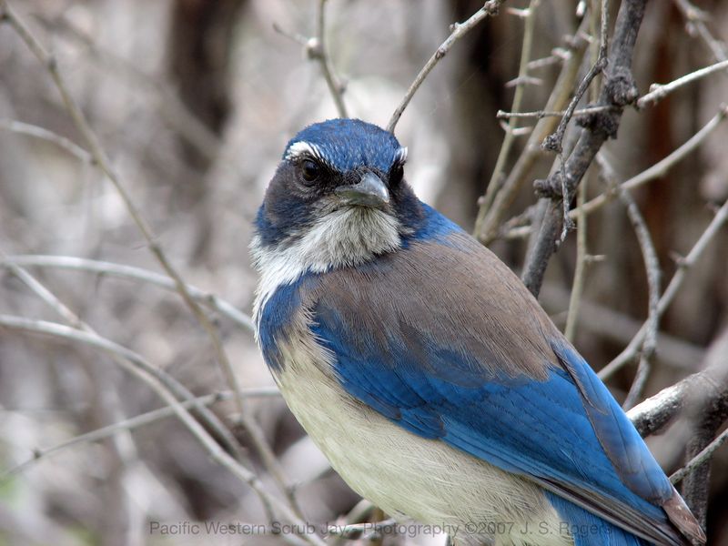 Western Scrub-Jay