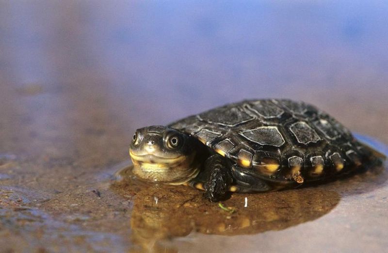 Western Swamp Tortoise