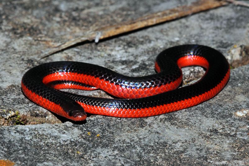 Western Worm Snake