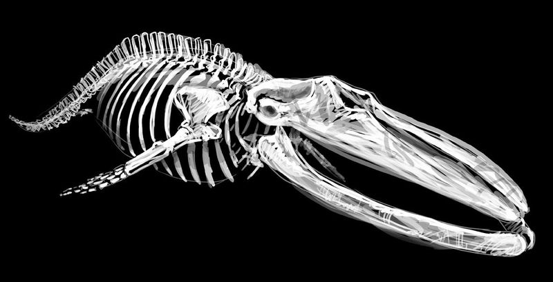 Whale's Anatomy