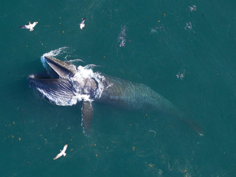Whale's Diet
