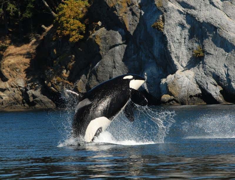 Whale