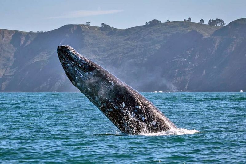 Whale Migration Journeys