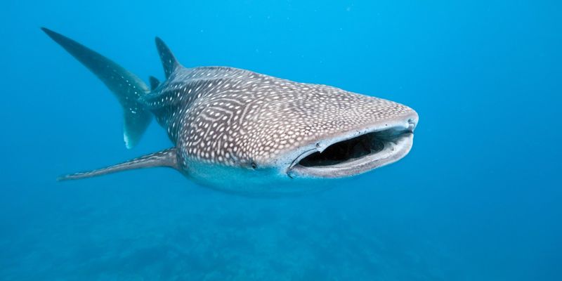 Whale Shark