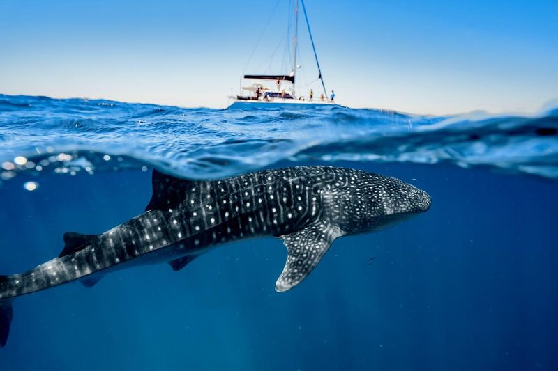 Whale Shark