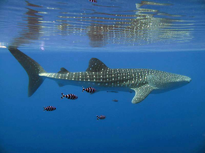Whale Shark