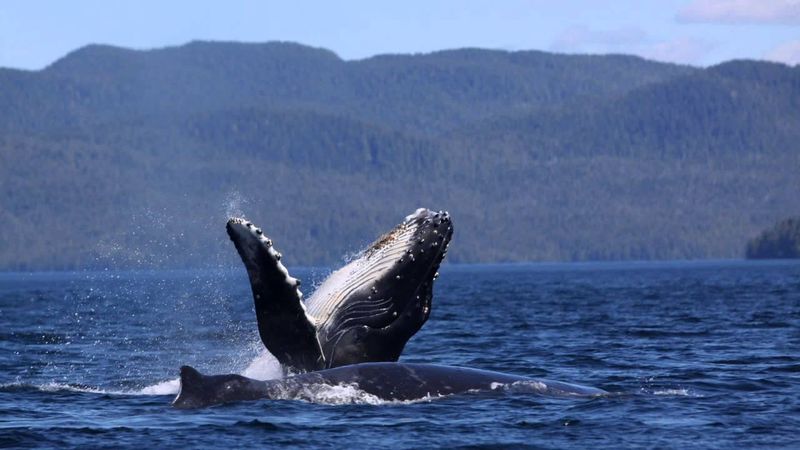 Whale Songs and Communication