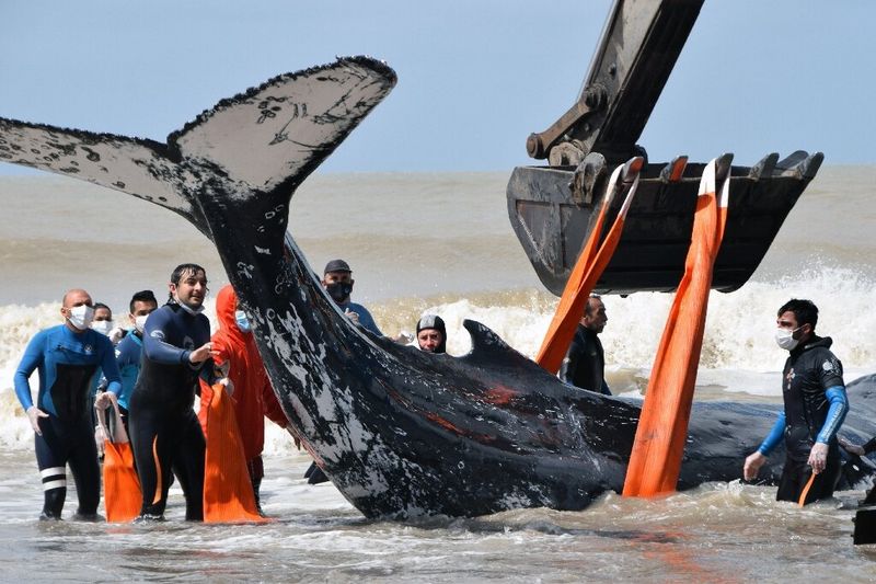 Whale Stranding Mysteries
