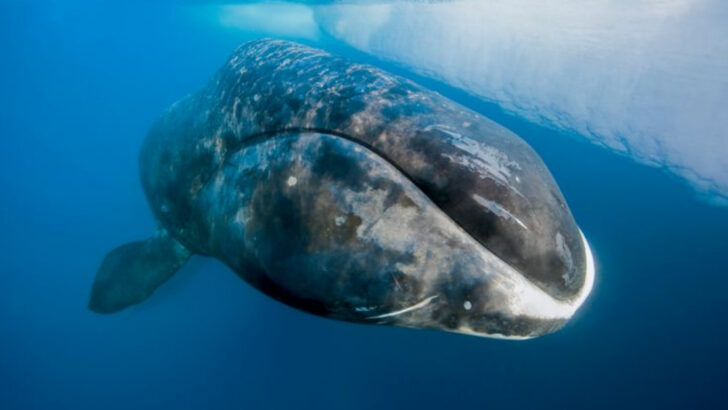 Whales That Are Still Hunted Today Despite Conservation Efforts