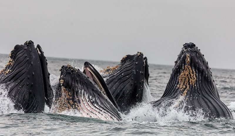 Whales and Cultural Behaviors