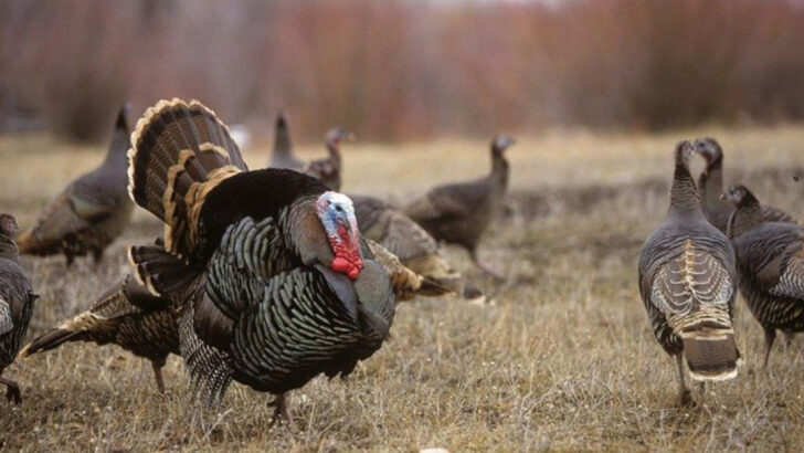 What Turkey Hunters Get Wrong About Spring Gobbler Behavior