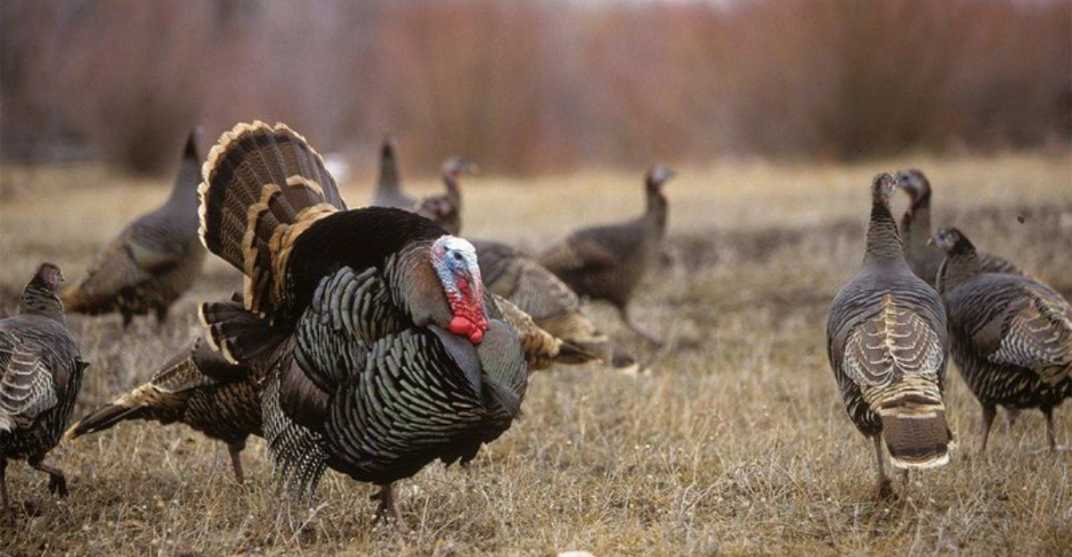 What Turkey Hunters Get Wrong About Spring Gobbler Behavior - Exploring ...