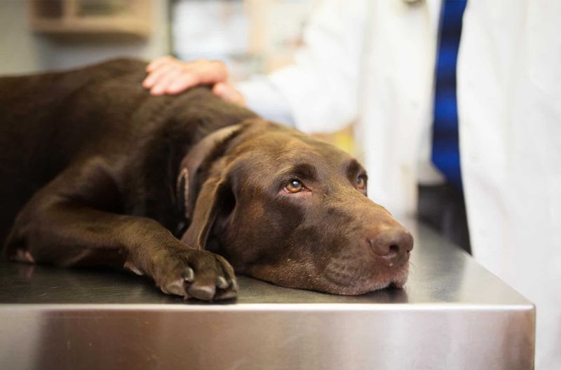 What are common signs of illness in my pet?