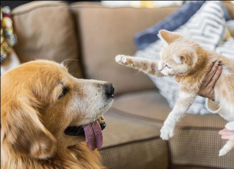What is the best way to introduce a new pet to the household?