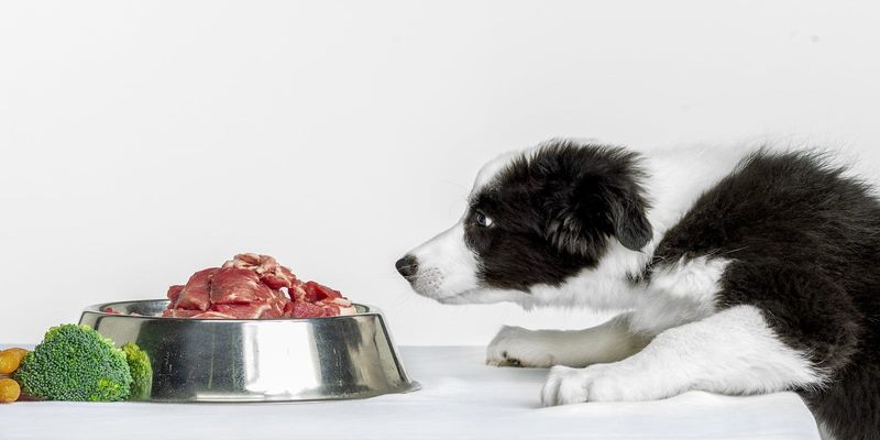 What is the ideal diet for my pet?