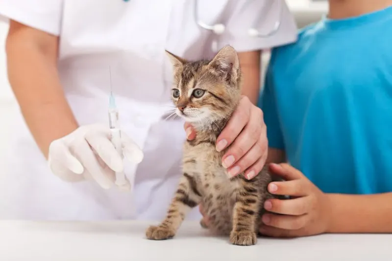 What vaccinations does my pet need?