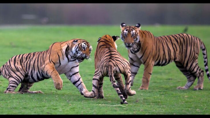 When Predators Become Prey: 17 Animals Hunted by Their Own Kind