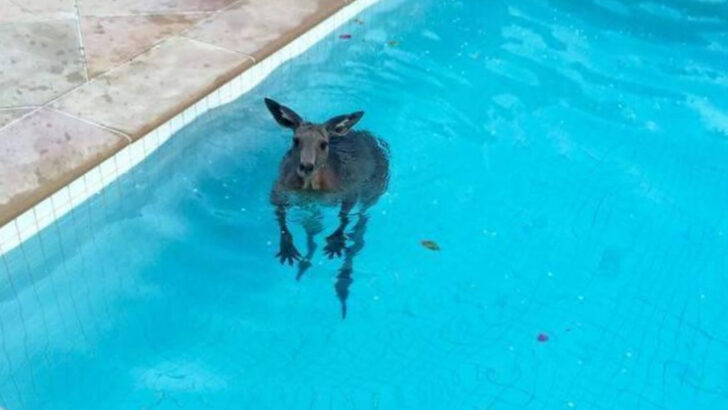 When the Pool Becomes Wild: Strange Animals Found Swimming Where They Shouldn't Be