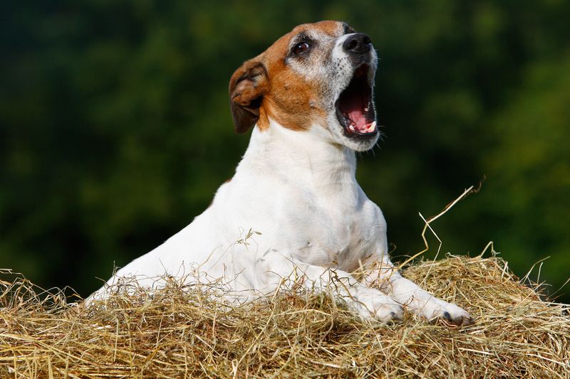 Whining or Barking