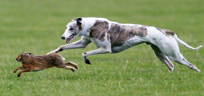 Whippet