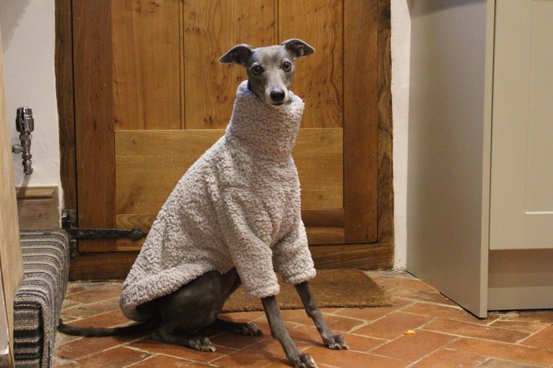 Whippet