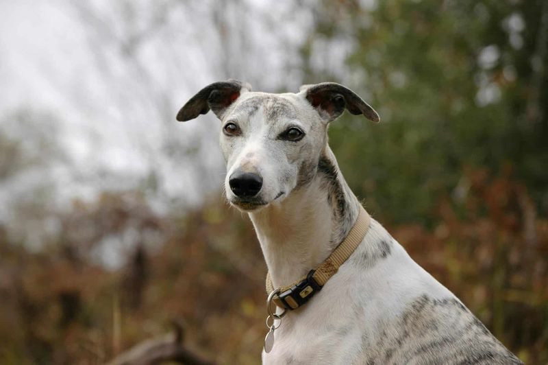 Whippet
