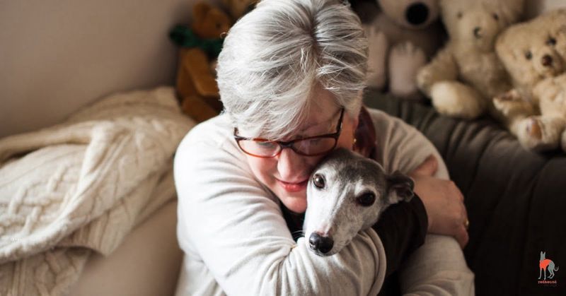 Whippet
