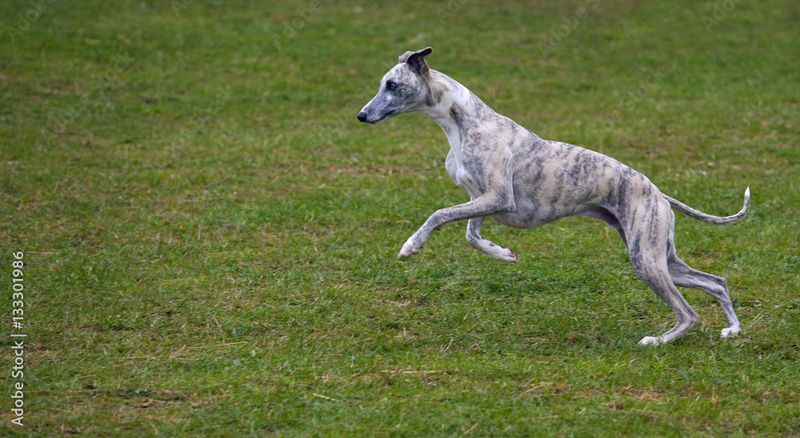 Whippet