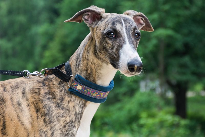 Whippet