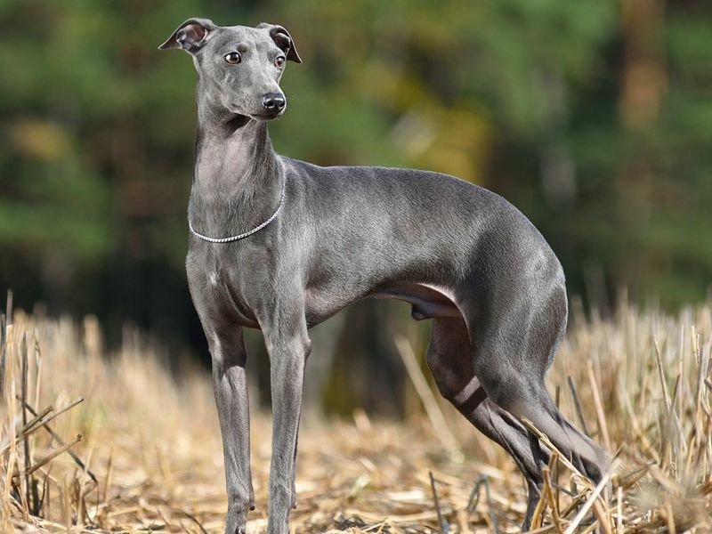 Whippet