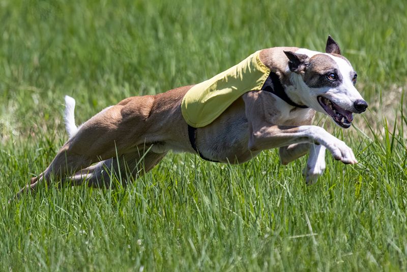 Whippet