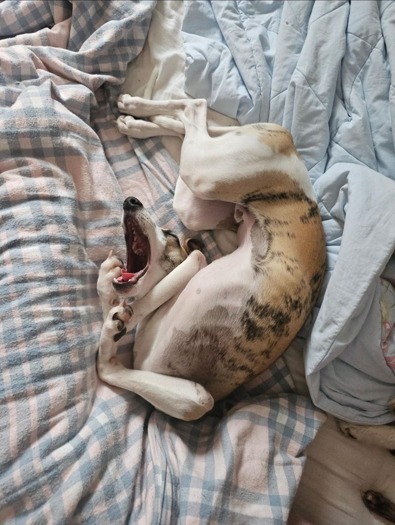 Whippet