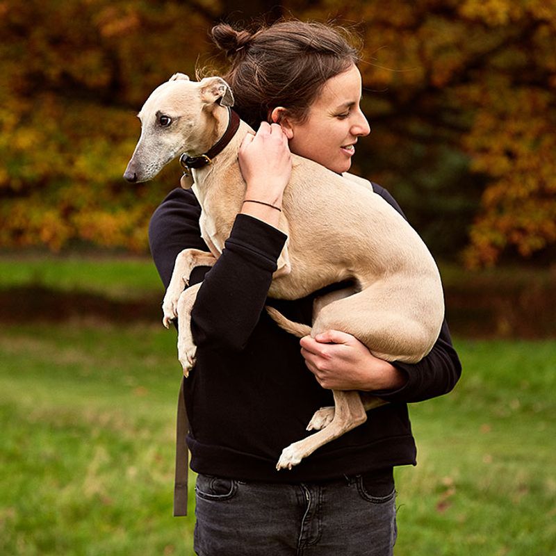 Whippet