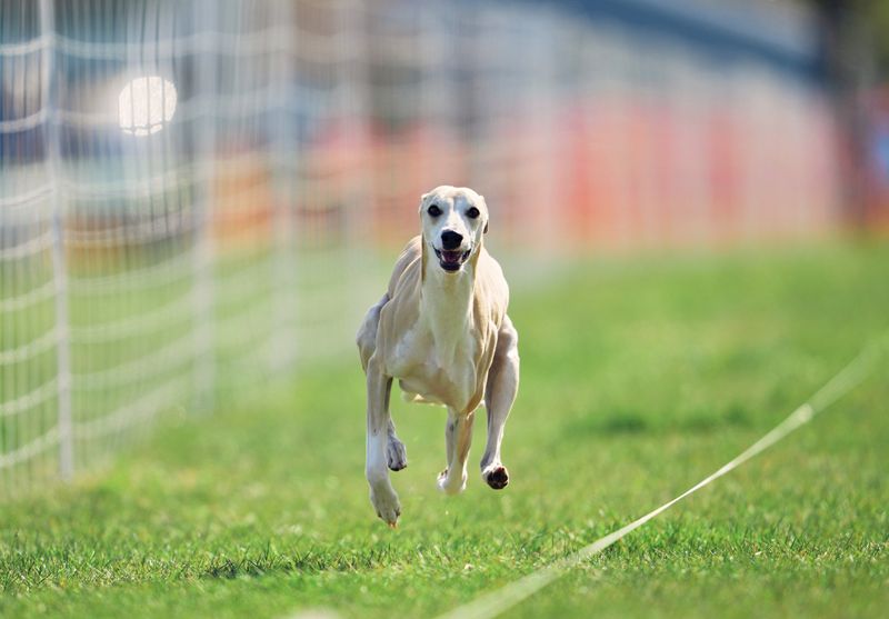 Whippet