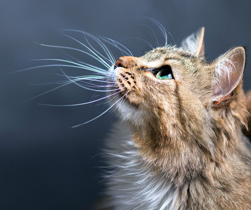 Whisker Position