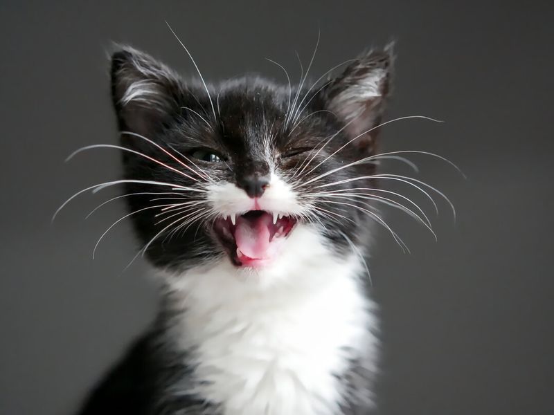 Whisker Sensitivity