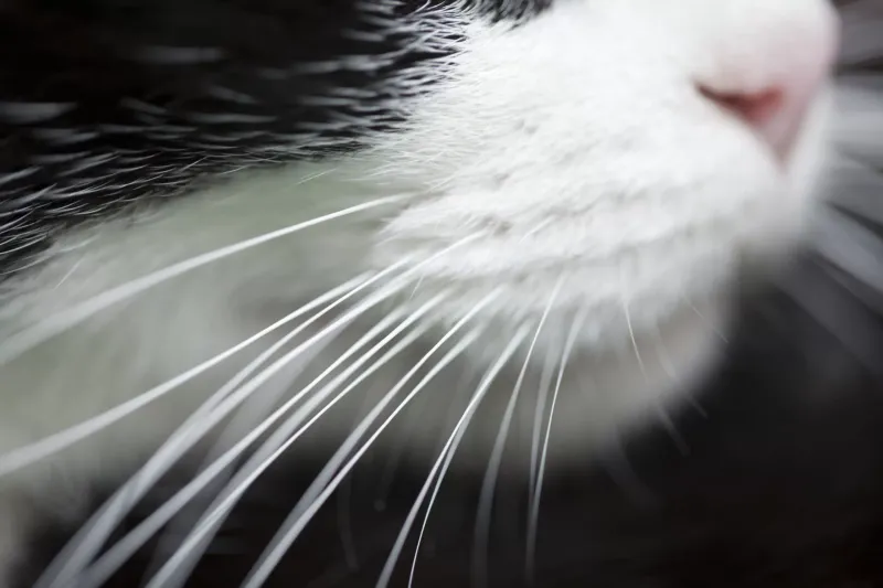 Whiskers Detect Changes