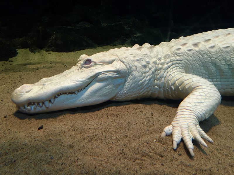 White Alligator