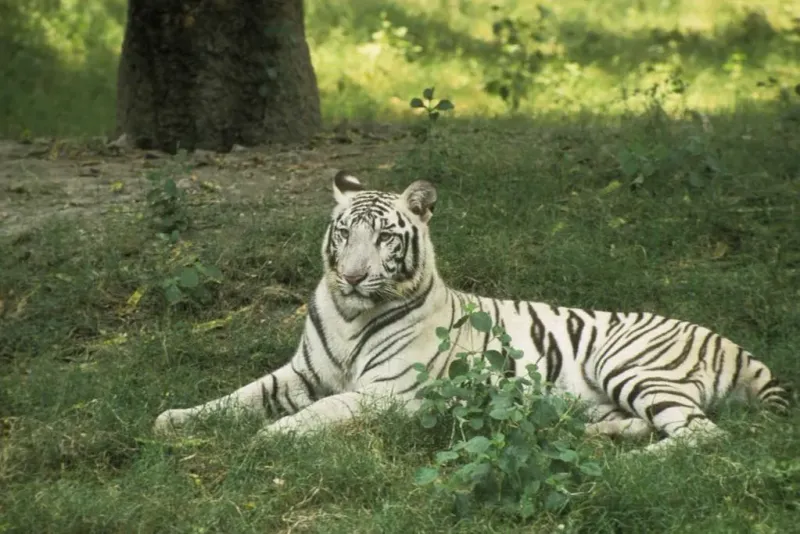 White Bengal Tiger