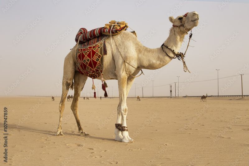 White Camel