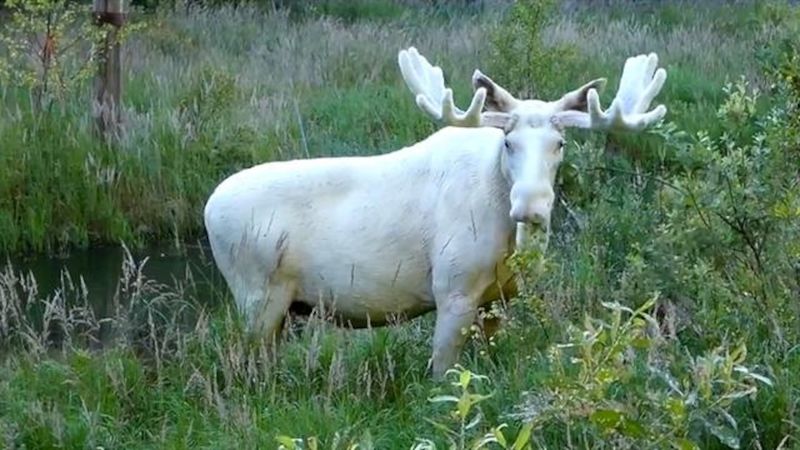White Elk