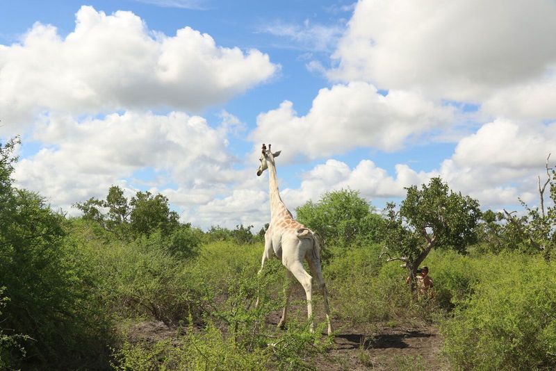 White Giraffe