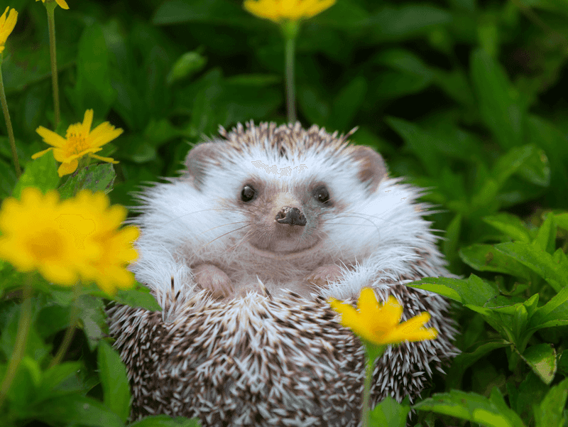 White Hedgehog