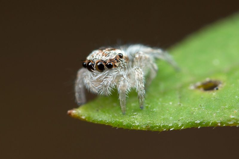 White Peacock Spider