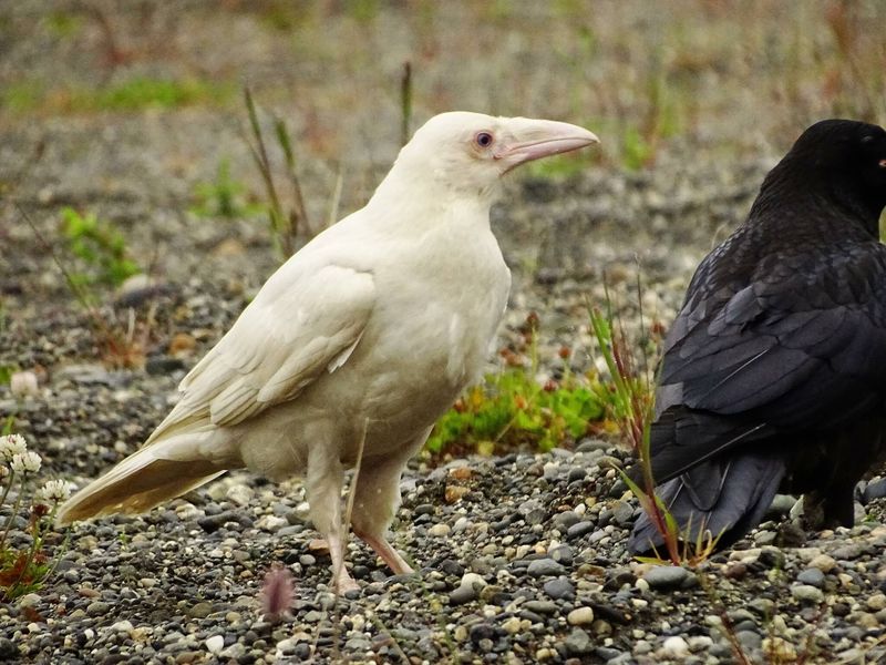 White Raven