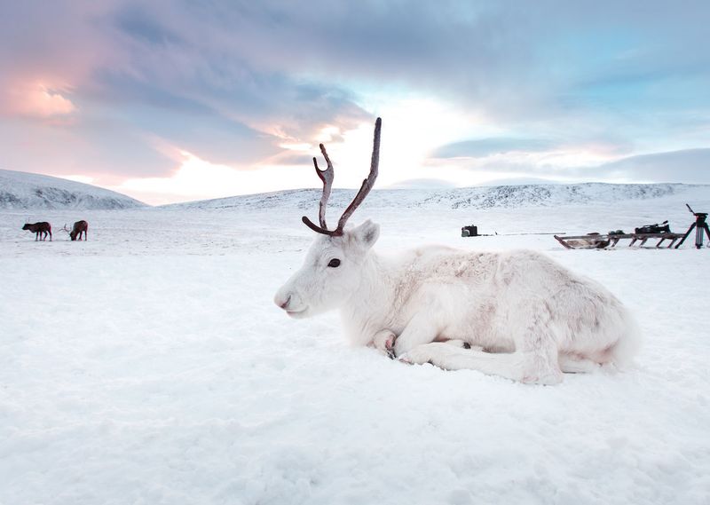 White Reindeer