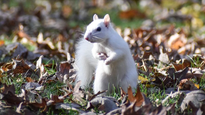 White Squirrel