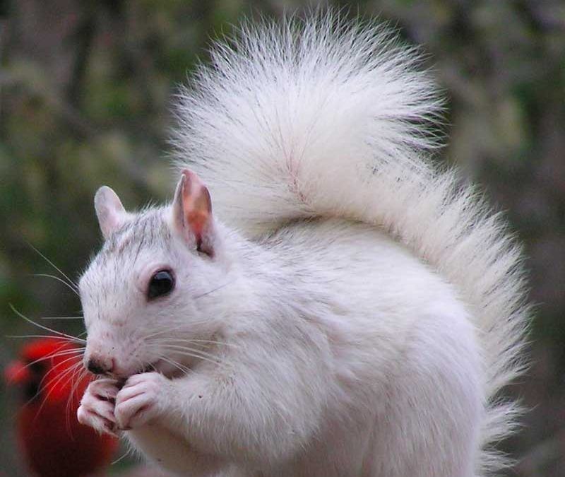 White Squirrel