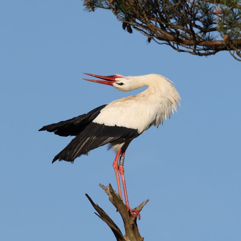 White Stork